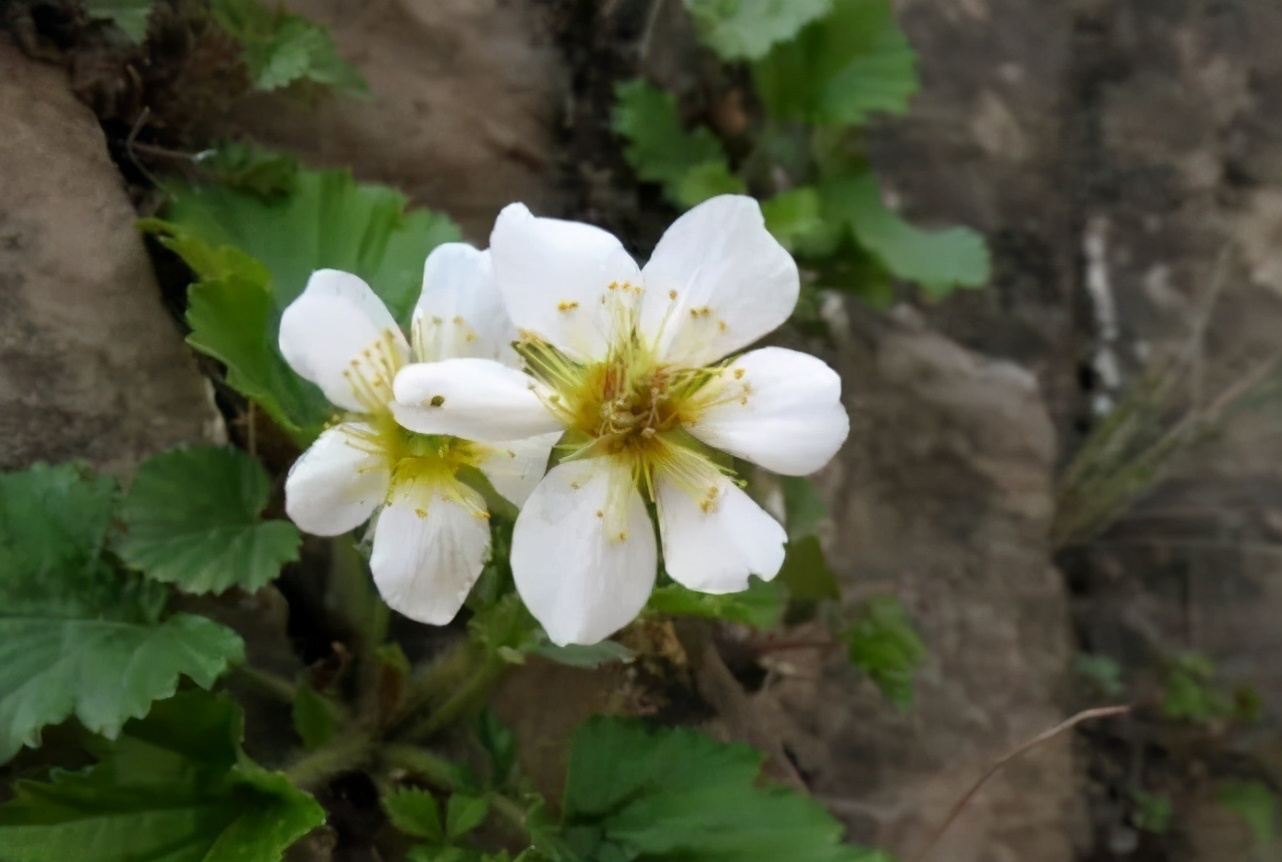 全球獨有的“絕壁奇花”，僅在太行山南部才能看到它，想養都很難