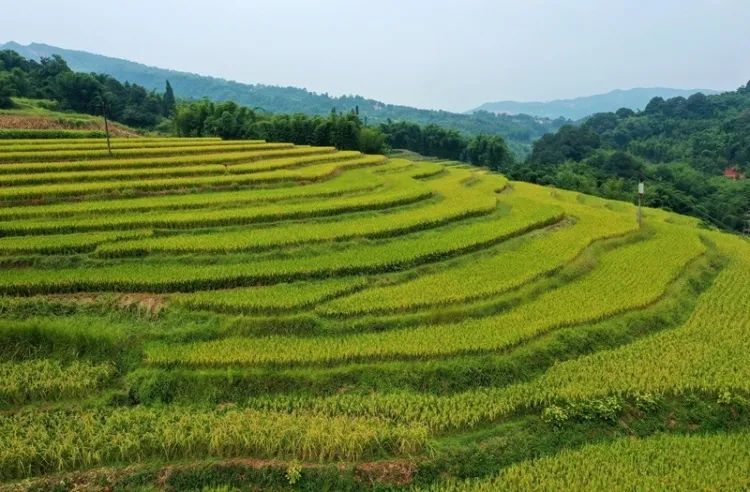 高粱红了！稻子黄了！泸州田野“丰”景如画~