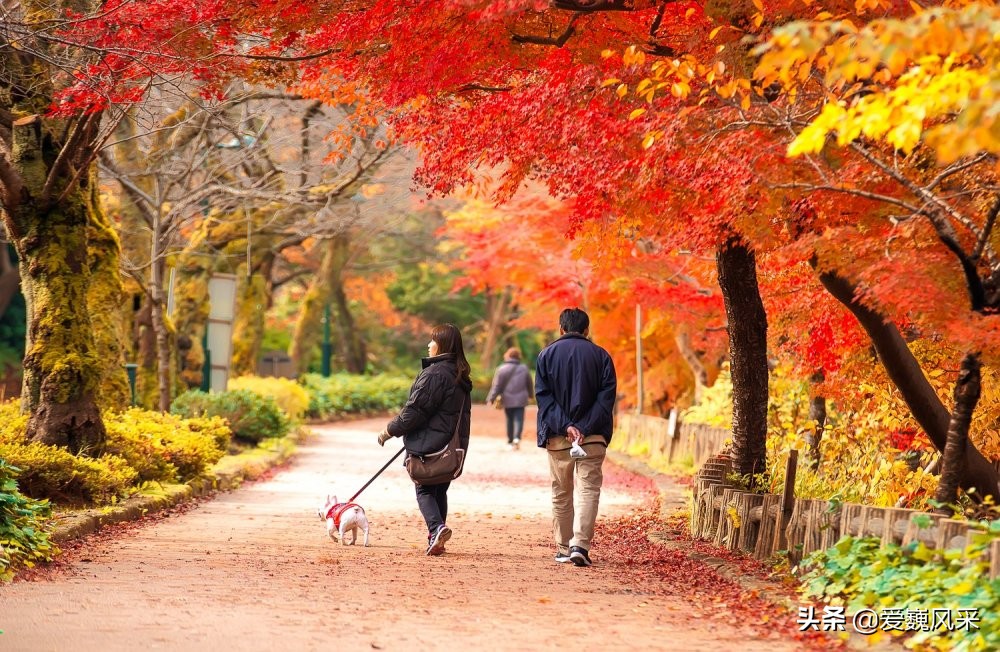 觀賞日本高岡古城公園的秋葉 領略秋天神奇的色彩 中國熱點