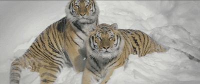 问世间谁的牙齿最牛逼？盘点动物界的那些奇异的牙齿