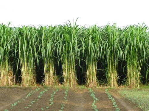 牧草知识：亩产20余吨，皇竹草主要价值与种植技术分析