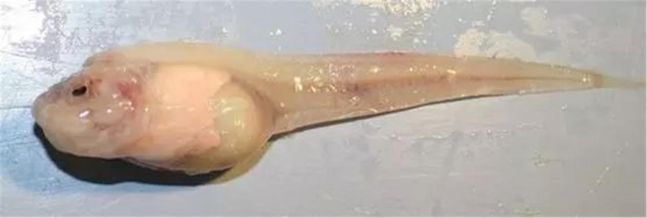 深海100000米以下生物，海底10000米是什么概念？图片