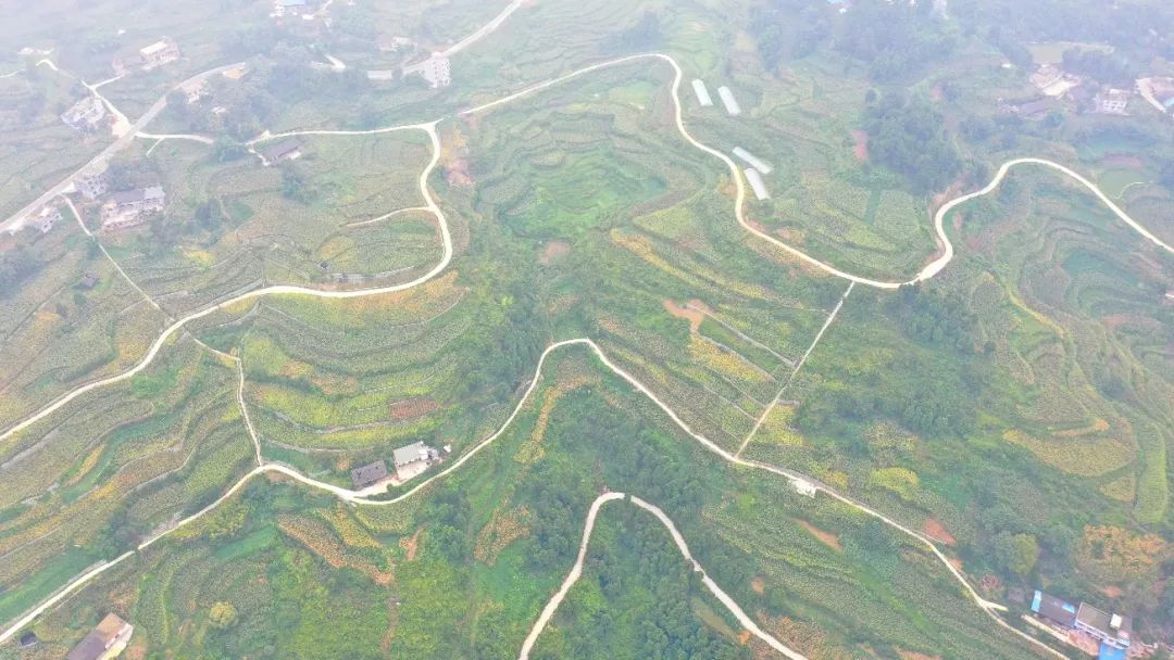 高粱红了！稻子黄了！泸州田野“丰”景如画~