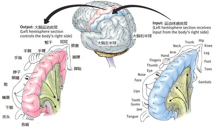 玩不够时间不许写作业！爸爸反向"鸡娃"，网友赞叹：逻辑鬼才