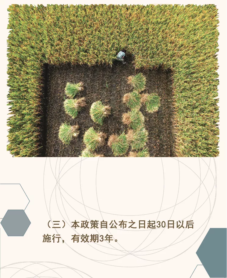 乡村振兴高质量发展十条政策