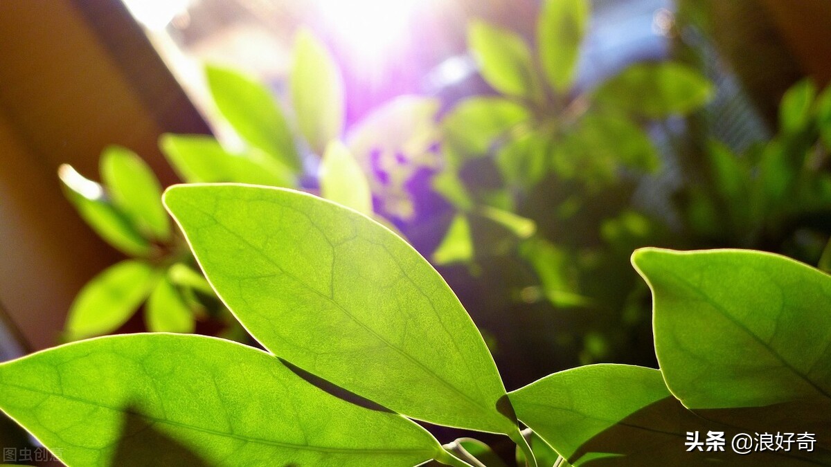 花盆里总是招蚊虫往盆里撒点这个7招搞定-第14张图片-农百科