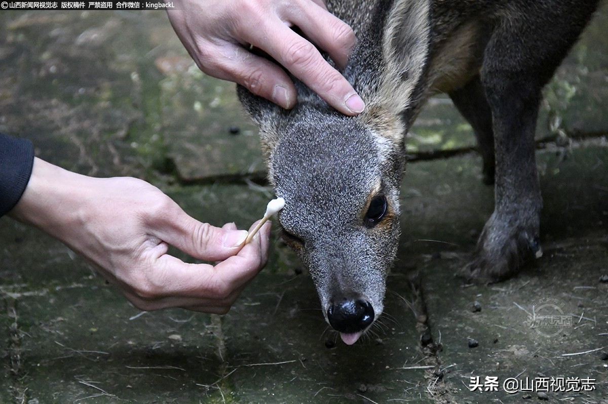 麝香多少钱一克纯天然(农村小伙医科大毕业随父养麝 每克麝香售价千元