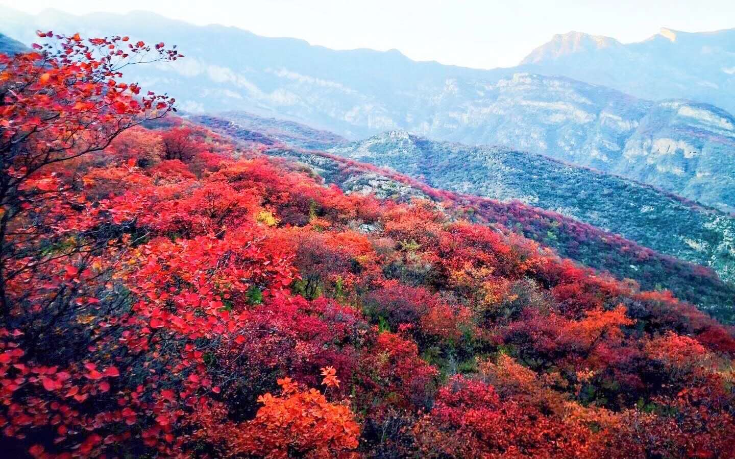Simagou, Yaowang Valley, admire thousands of mu of red leaves, see the most beautiful autumn scenery, and keep the most beautiful autumn