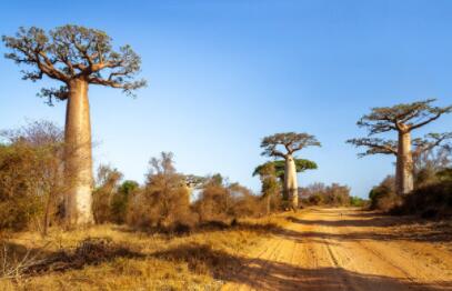 The whole world 5 old virgin forest, the lung with the earth breathes together...