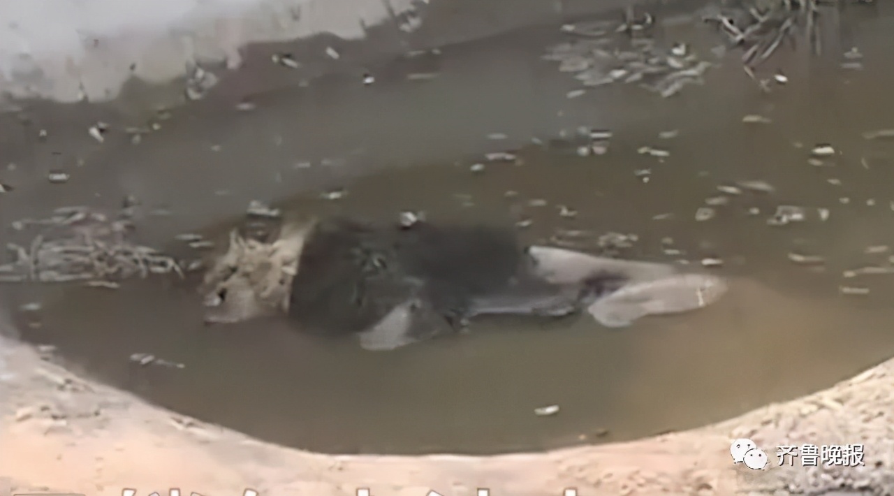 游客拍下狮子泡在水池中死亡！动物底死的狮动物园：狮子生病，体力不支溺亡