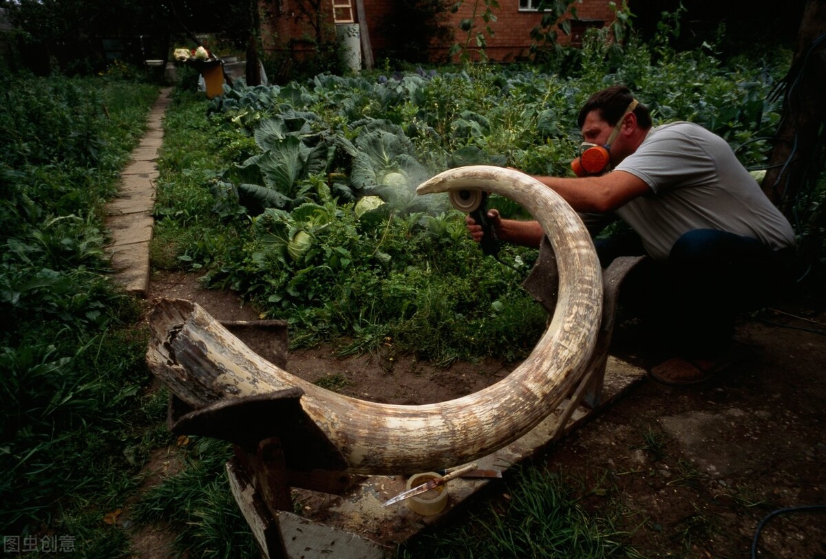 象牙珍貴在哪，為什麽那麽多人想要得到？象牙到底有什麽作用？