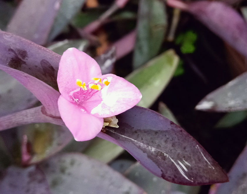 千元级5G手机耐看还有三摄？OPPO A72随拍体验