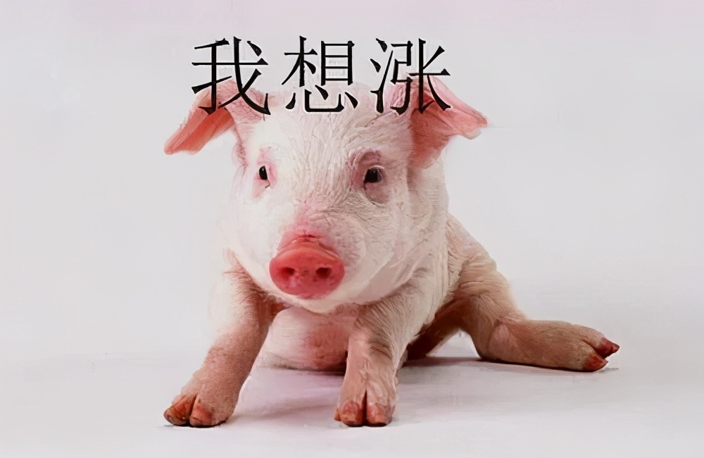 10月22日20公斤仔猪价格，多重压力下，仔猪再降12.5%