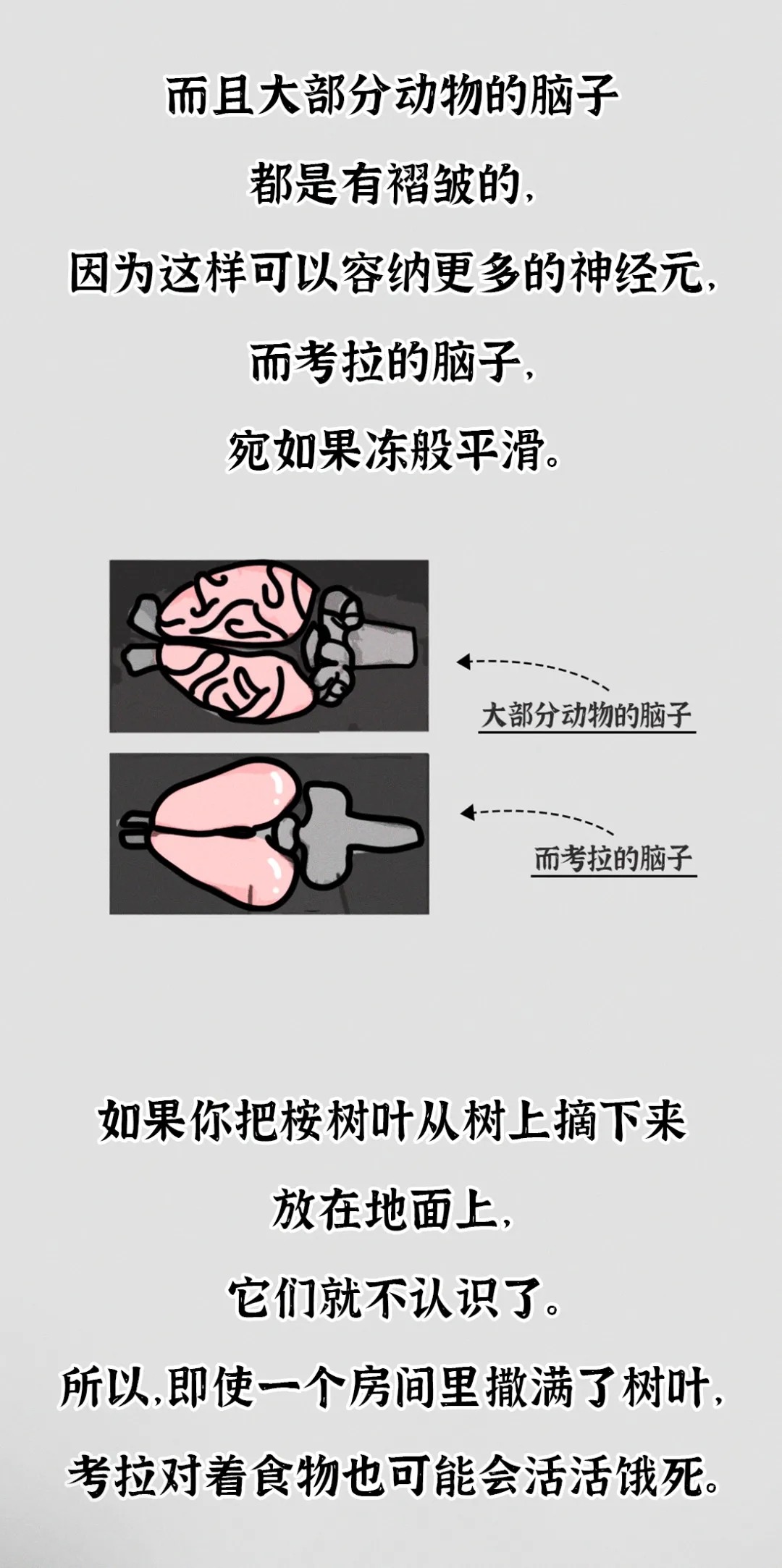 吃屎長大，一生嗑“毒”，這么萌的動物卻這么慘？