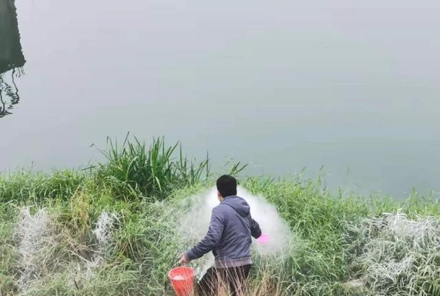 长沙男子网购富贵竹盆栽，30天后竟孵出10多条蛇！它们是毒蛇吗？