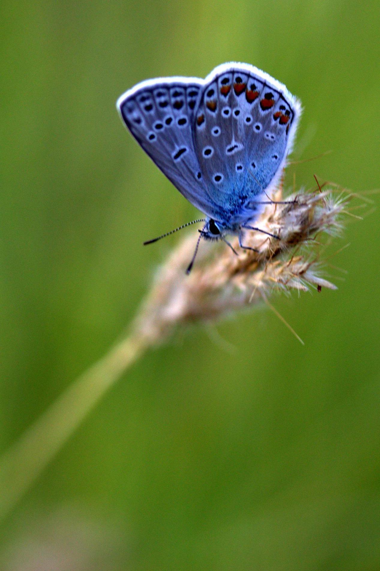 超清手機壁紙 蝴蝶 化繭成蝶是你最美的姿態 資訊咖