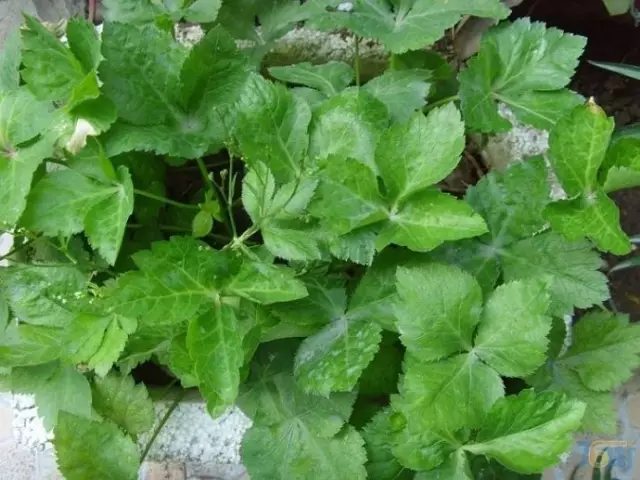 農村常吃的40種· 野菜，能治病能解饞，你吃過幾種呢？