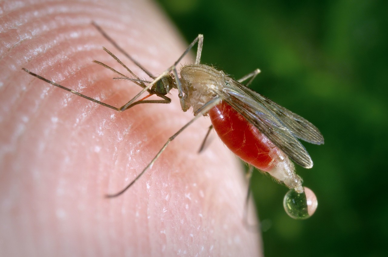 被蚊子咬易致传染病，这10个防蚊驱蚊妙招，有宝宝的家庭要知道