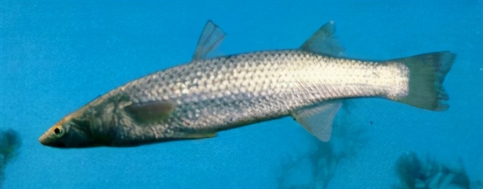 塘鳢科hypseleotris swinhonis(gunther)(黄肚鱼,黄麻嫩)▼鰕虎鱼科