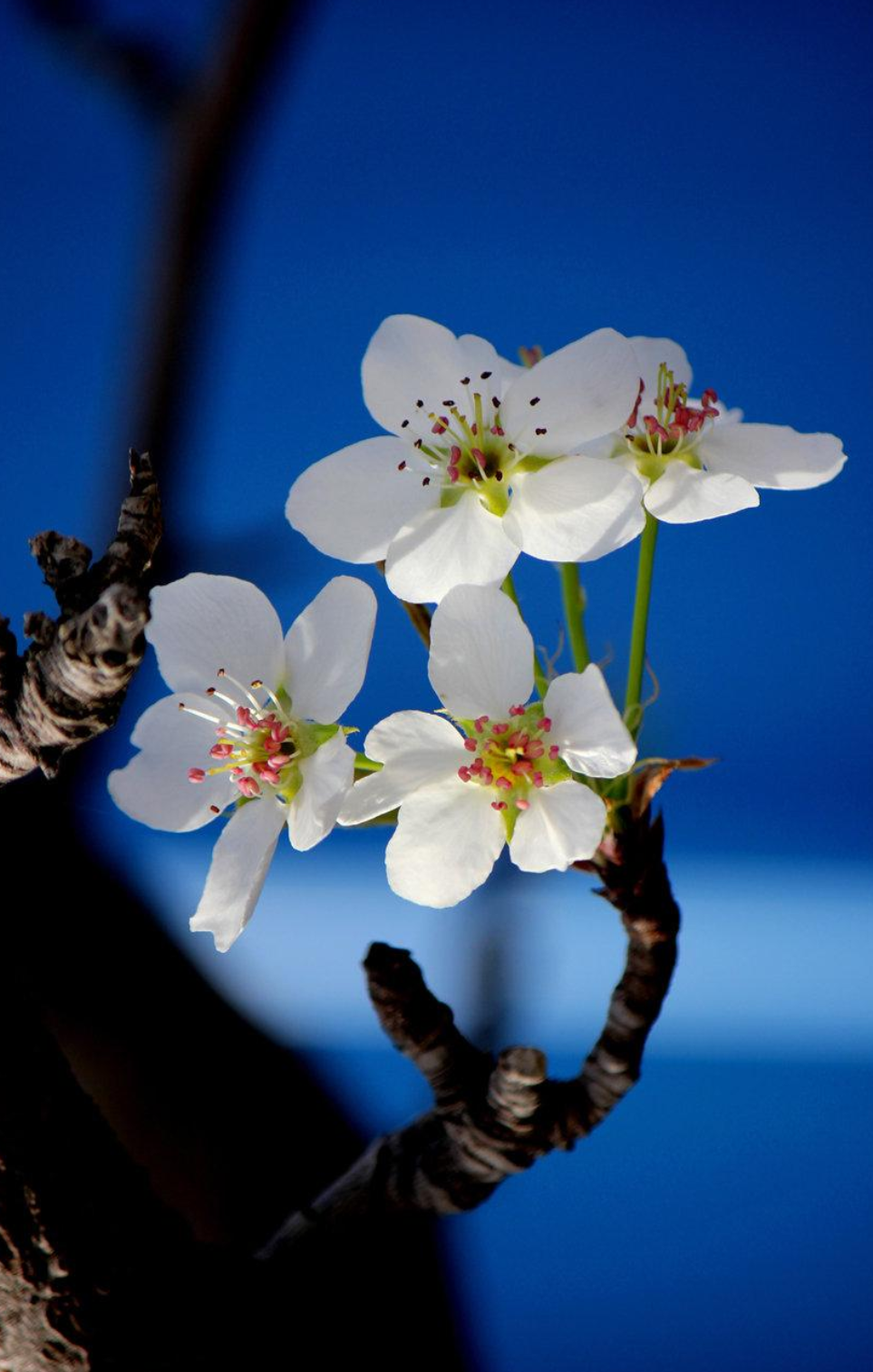 梨花绽放为春来-第10张图片-诗句网