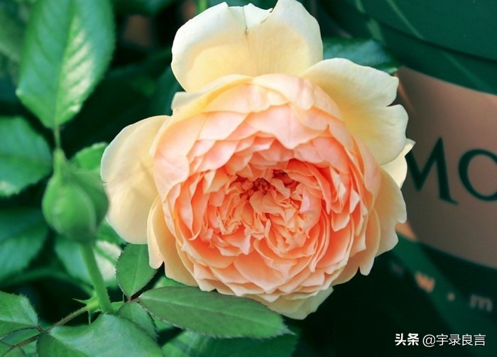 适合早上简短的朋友圈 早上吸引朋友圈的句子图片