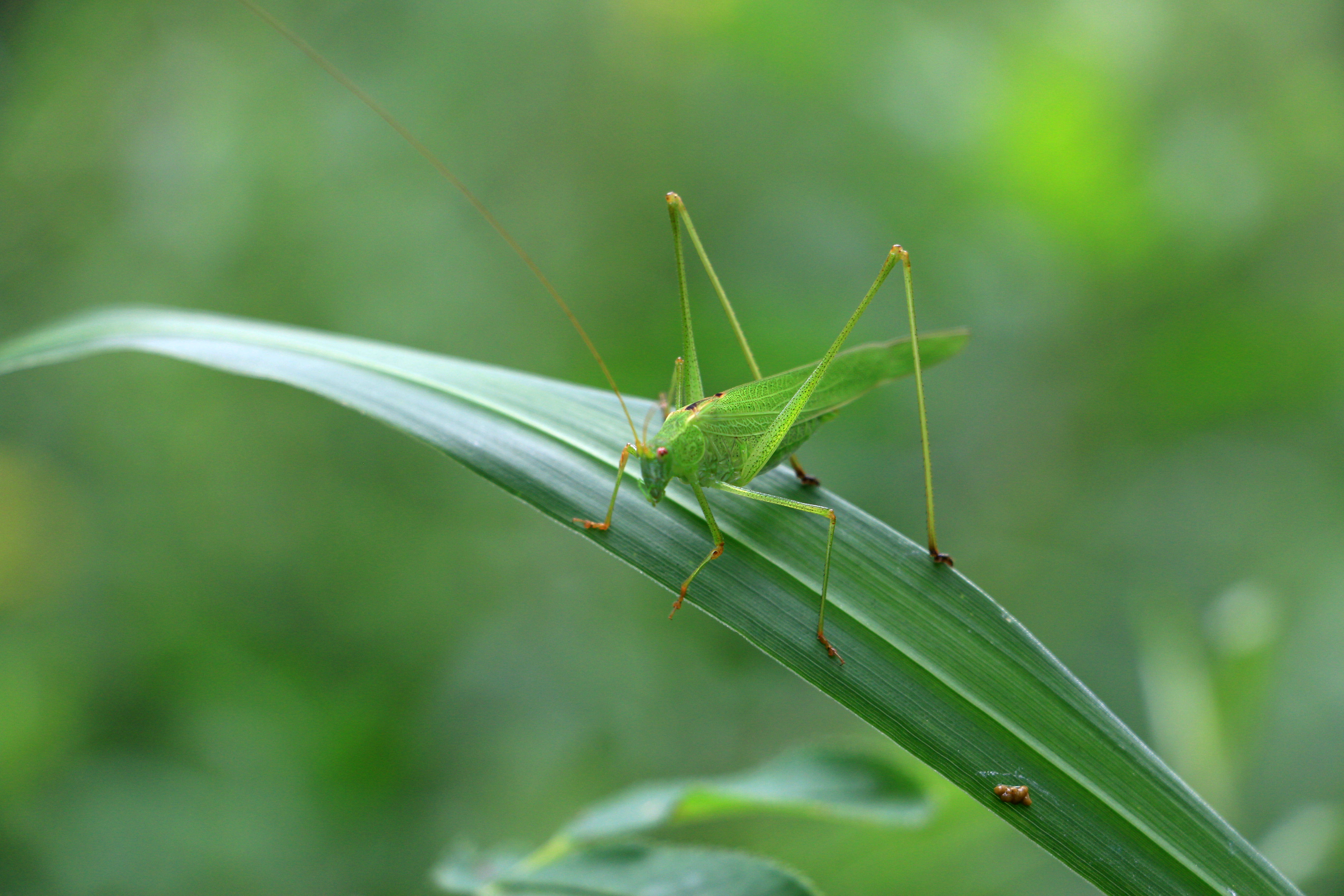 它为什么叫纺织娘?难道它会织布