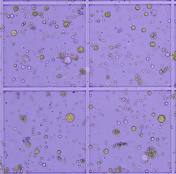 植物单细胞8连发，欧易生物原生质体分离获得重大突破