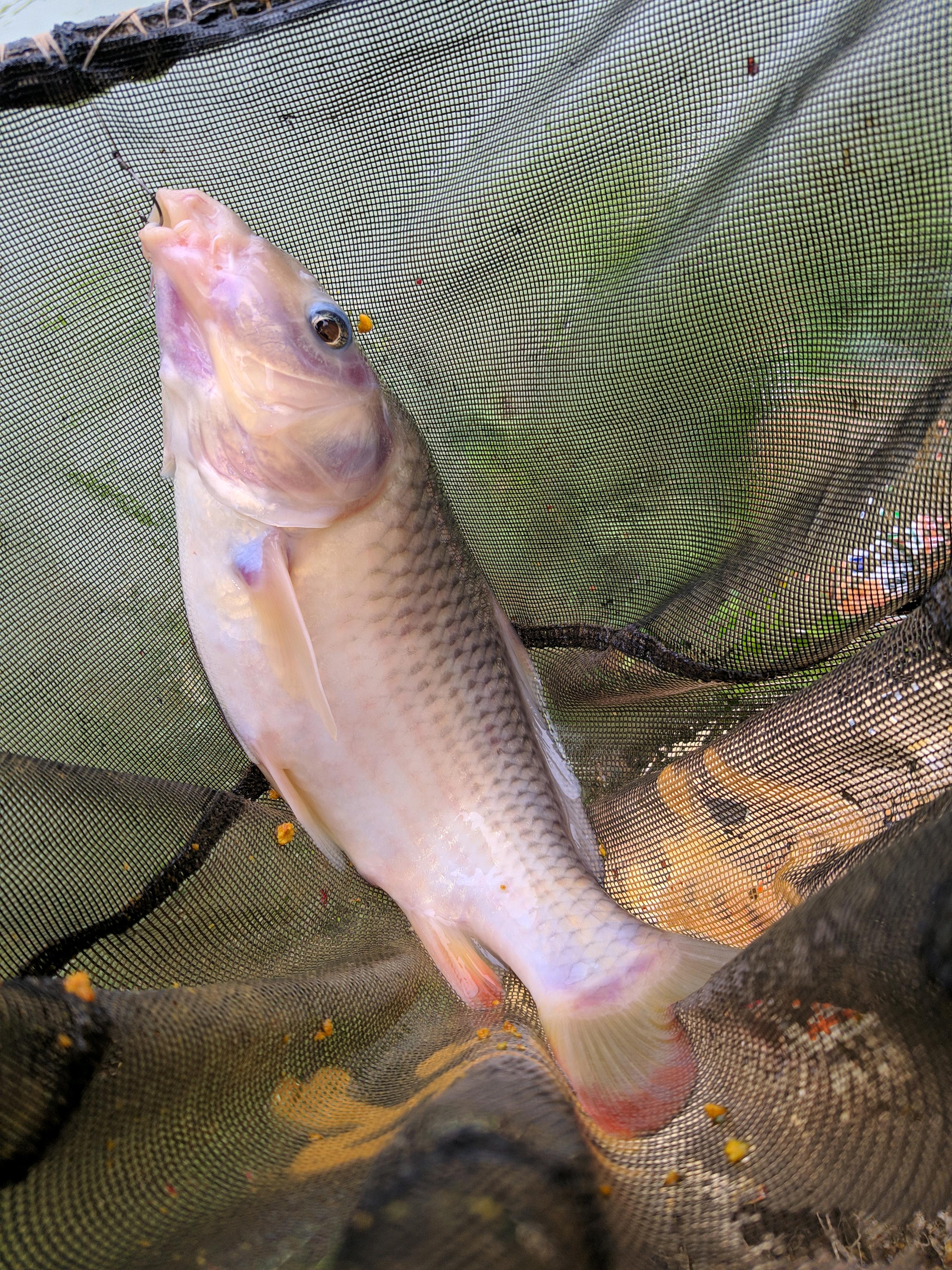 邕江里禾花鲤越来越多,有人一条钓几十条,可惜太难吃?