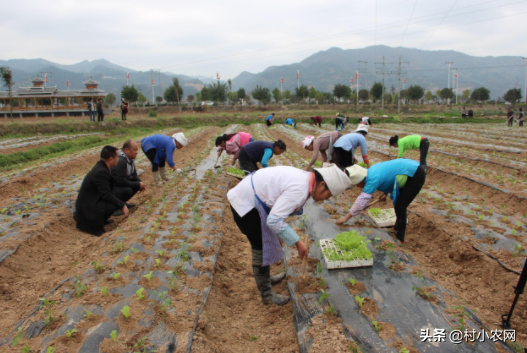 农村种辣椒不赚钱？学会了跟这5种农作物混种，你就能高产多卖钱