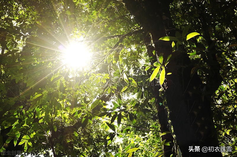 二十四节气之大暑，大暑六月中，应知秋不远-第6张图片-非凡网