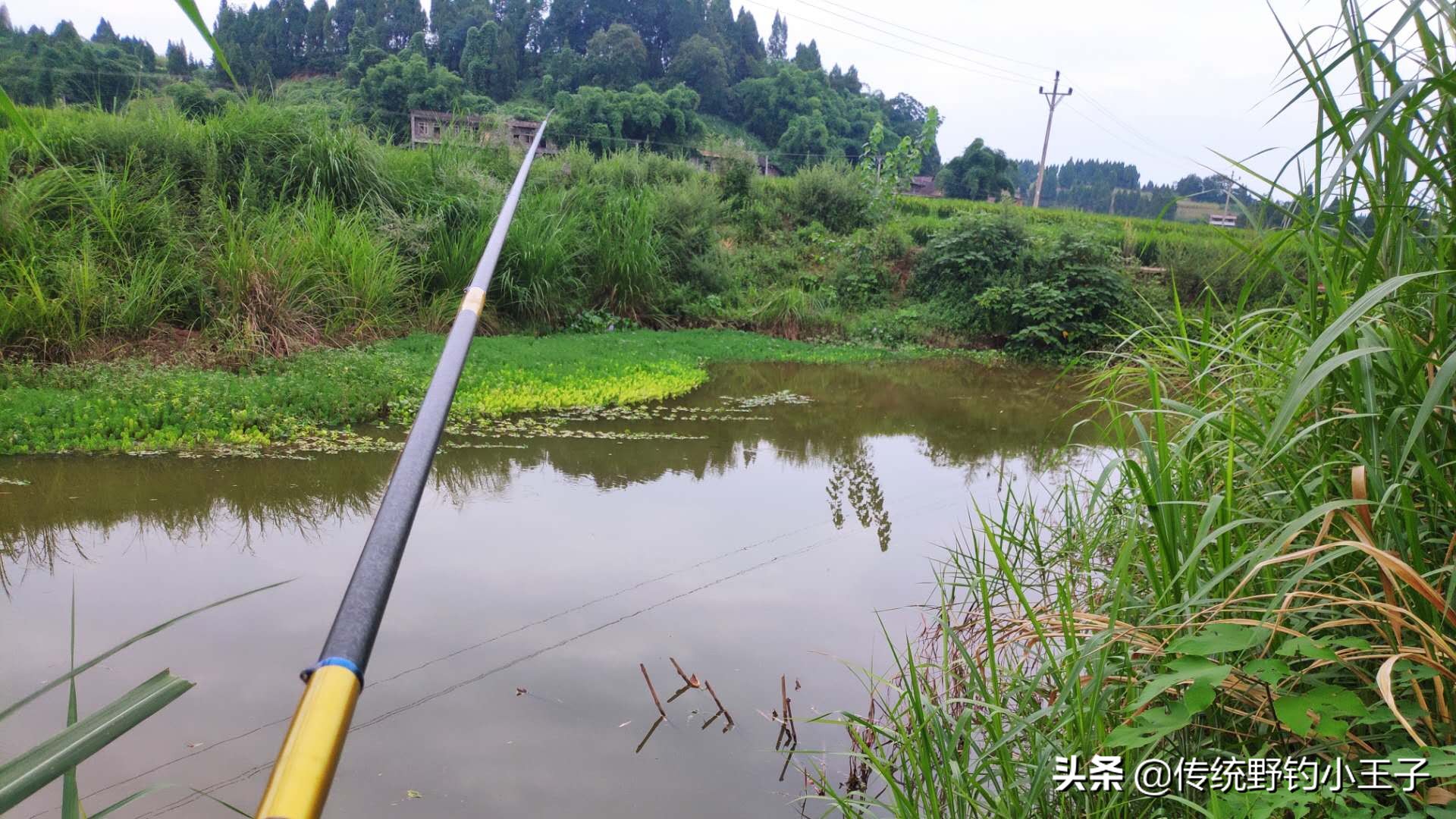 谷麦钓法怎么选钓点深度解析大水面选位策略及巨物栖息地