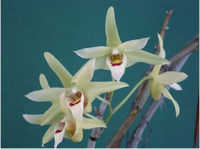 什麼人不適合 不宜或不能 吃鐵皮石斛 北京小升初資訊 Mdeditor