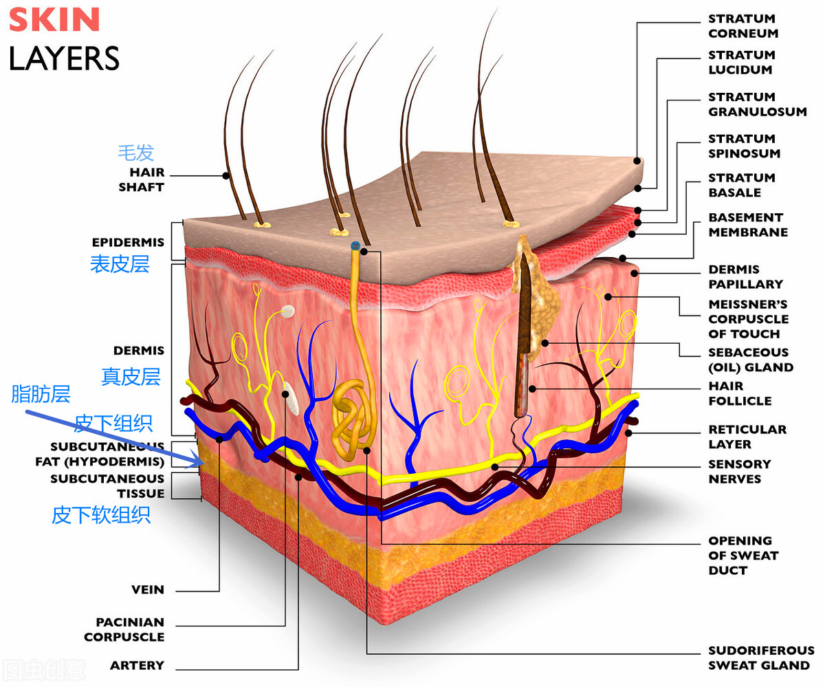 經常有30歲左右的中國美女在歐美被誤認為不滿18歲，為什麽？