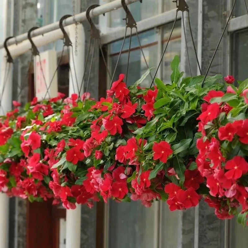 十月中国红，推荐6种红色系花，家里养几盆，红红火火、真喜庆