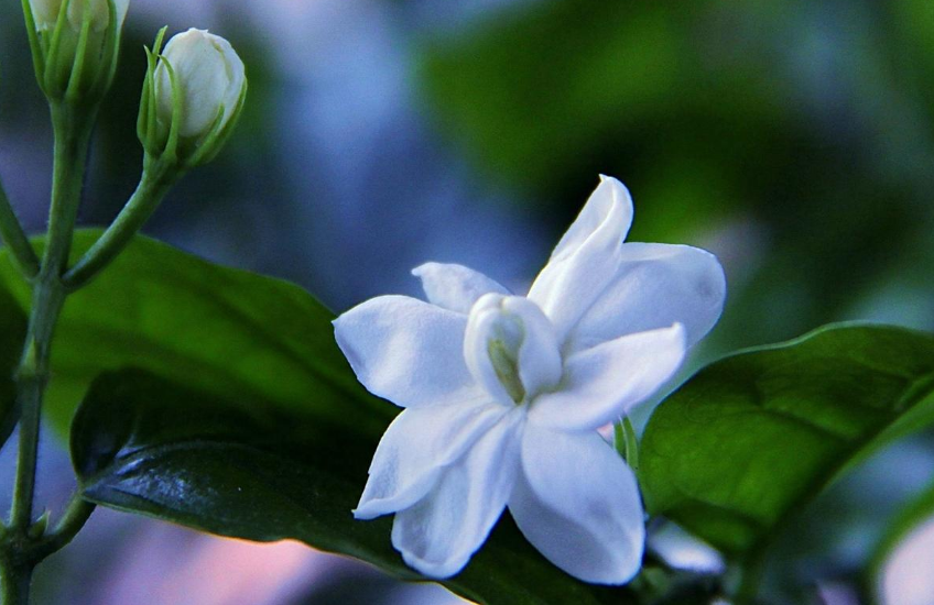 好一朵茉莉花，12首茉莉花的诗词，茉莉花开香满院-第17张图片-诗句网