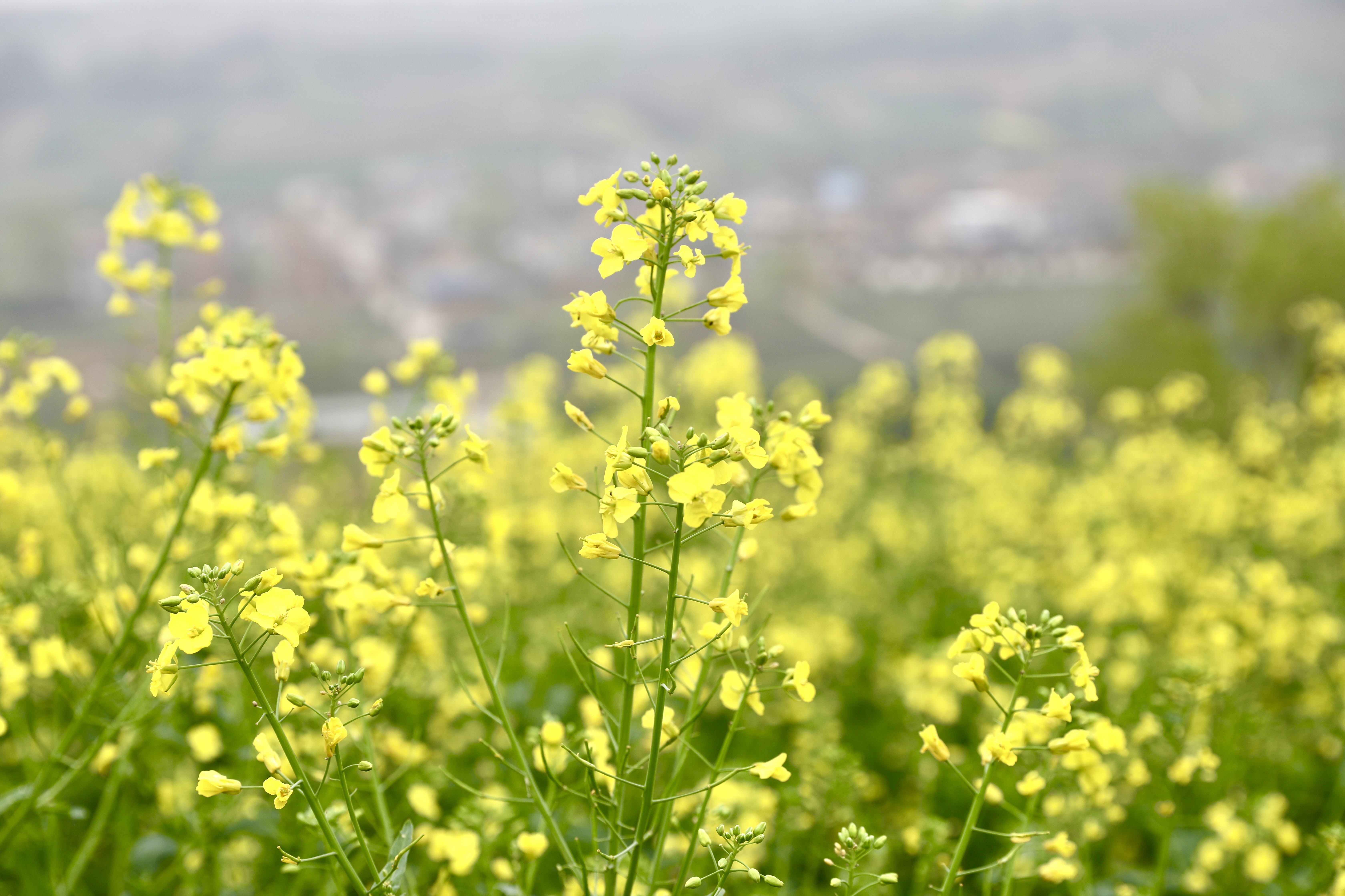赶集赏花咥美食春天到蓝田焦岱体验最真实的乡村旅游