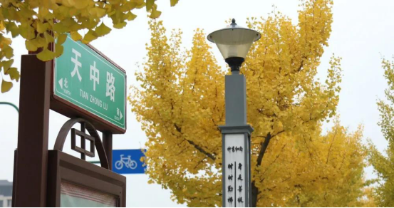 河南省登封市：银杏大道进入最佳观赏期