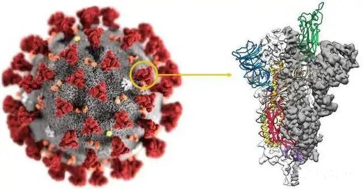 为什么中国的新冠灭活疫苗走得最快？