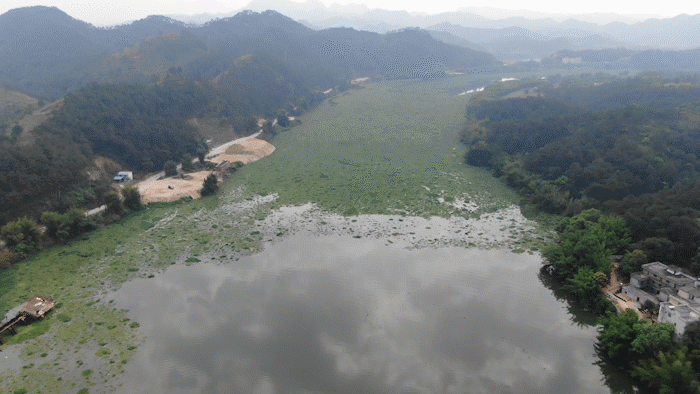 <藤检微第614期>我为群众办实事｜“三发挥三促进”共抓外来有害生物防治，助力北流河全流域综合整治