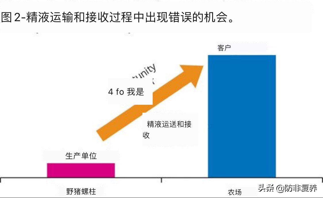 看国外精液配送：从公猪站到母猪场，如何运输
