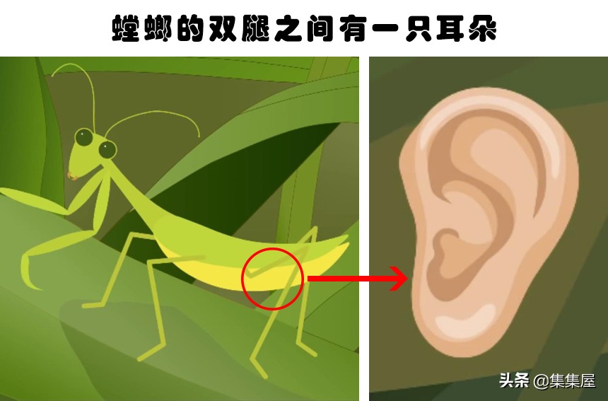 对于动物爱好者而言，相当有趣的10个有趣事实-第9张图片-大千世界