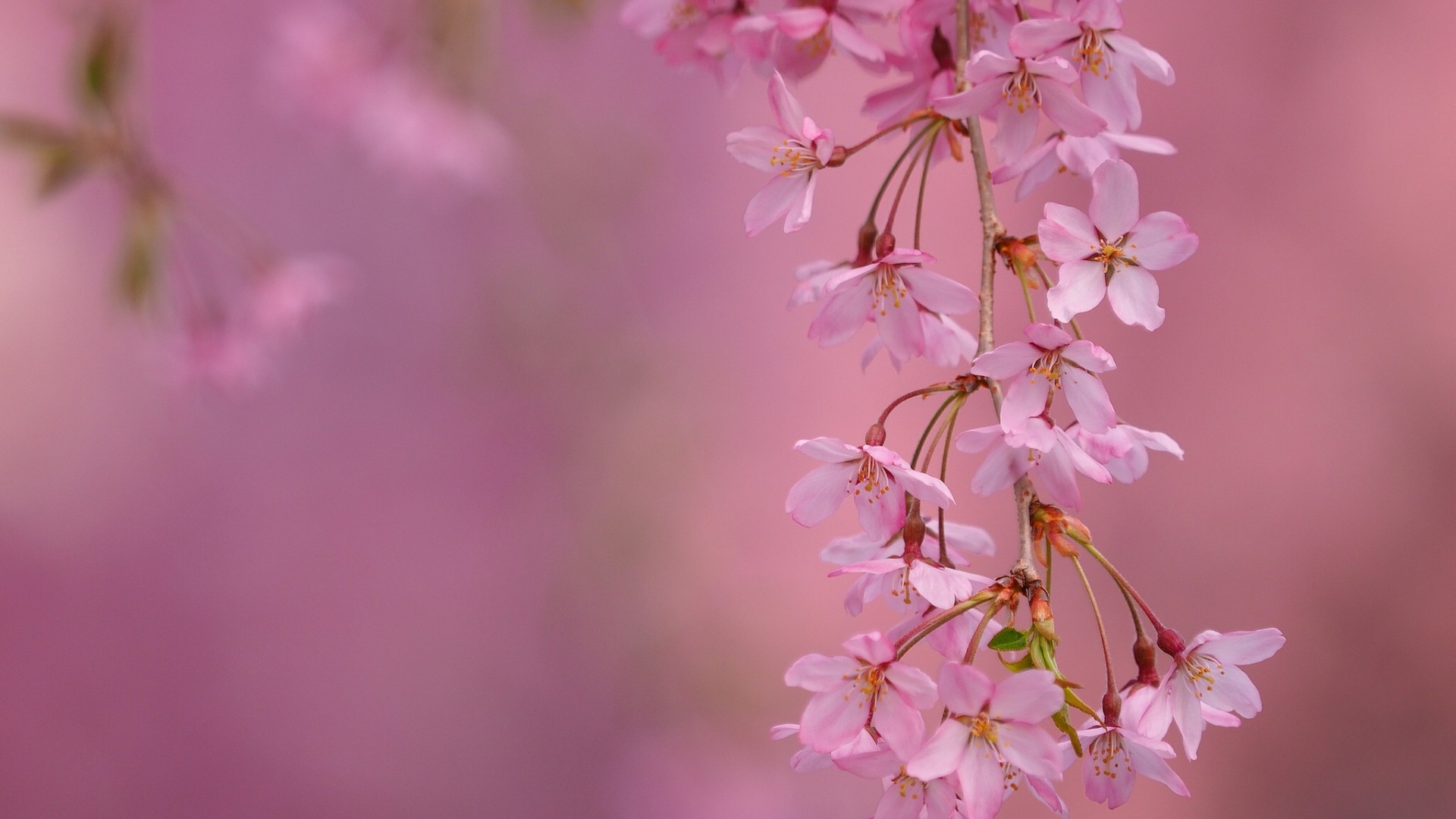「静待春暖花开」十五张最美花朵摄影壁纸图片欣赏