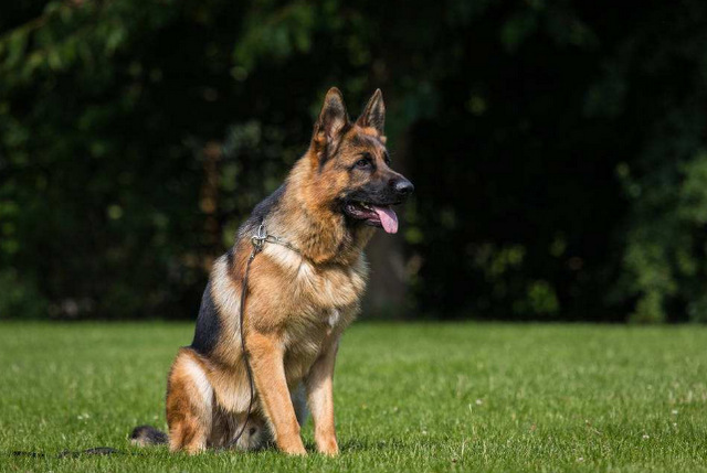 十大忠诚的狗排名