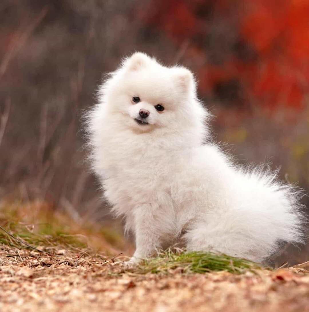 掠鲸模式下频繁的王炸，利用超级IP不断变现，刘