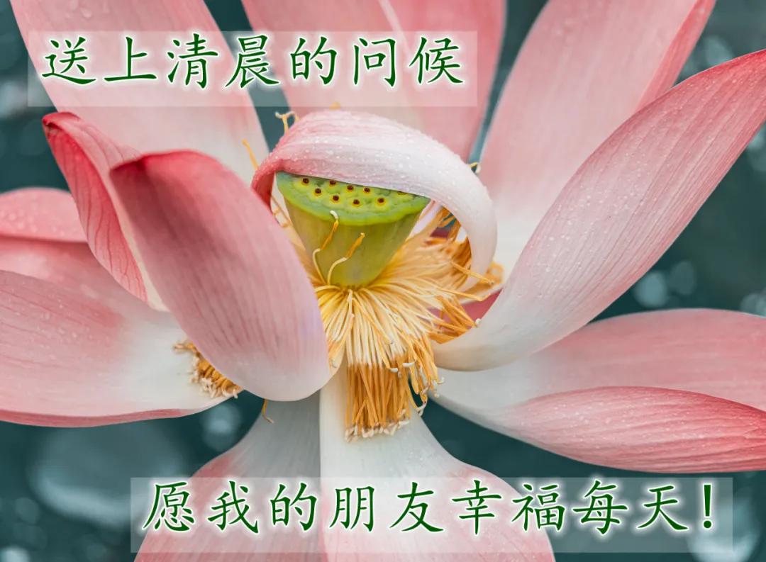 最新的祝福图片带字，最真诚的早上好美图片图片