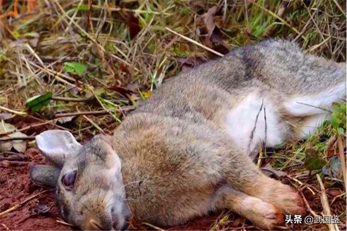 5月22日世卫发出通告，特朗普脸被打肿，美境又