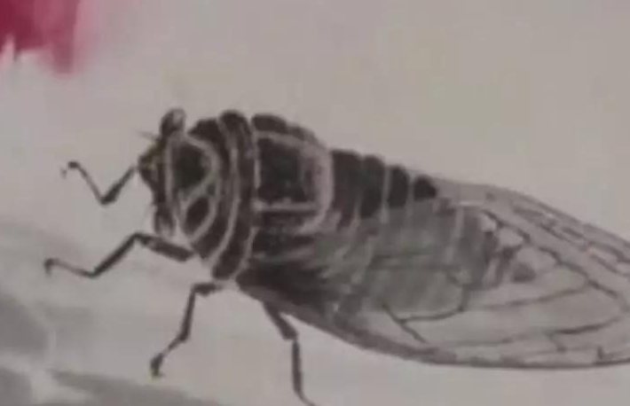 女子带齐白石画上鉴宝，专家称：假画，女怒斥