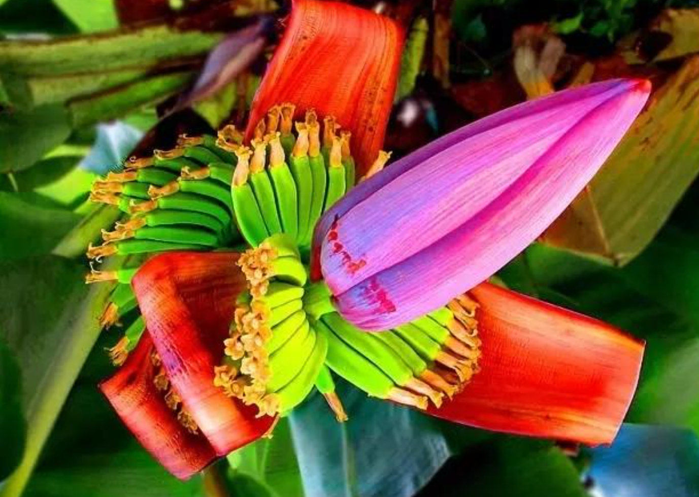 原产于我国的 反常识 水果 秋花春实 科学家用年掰正了它 果树圈子 Mdeditor