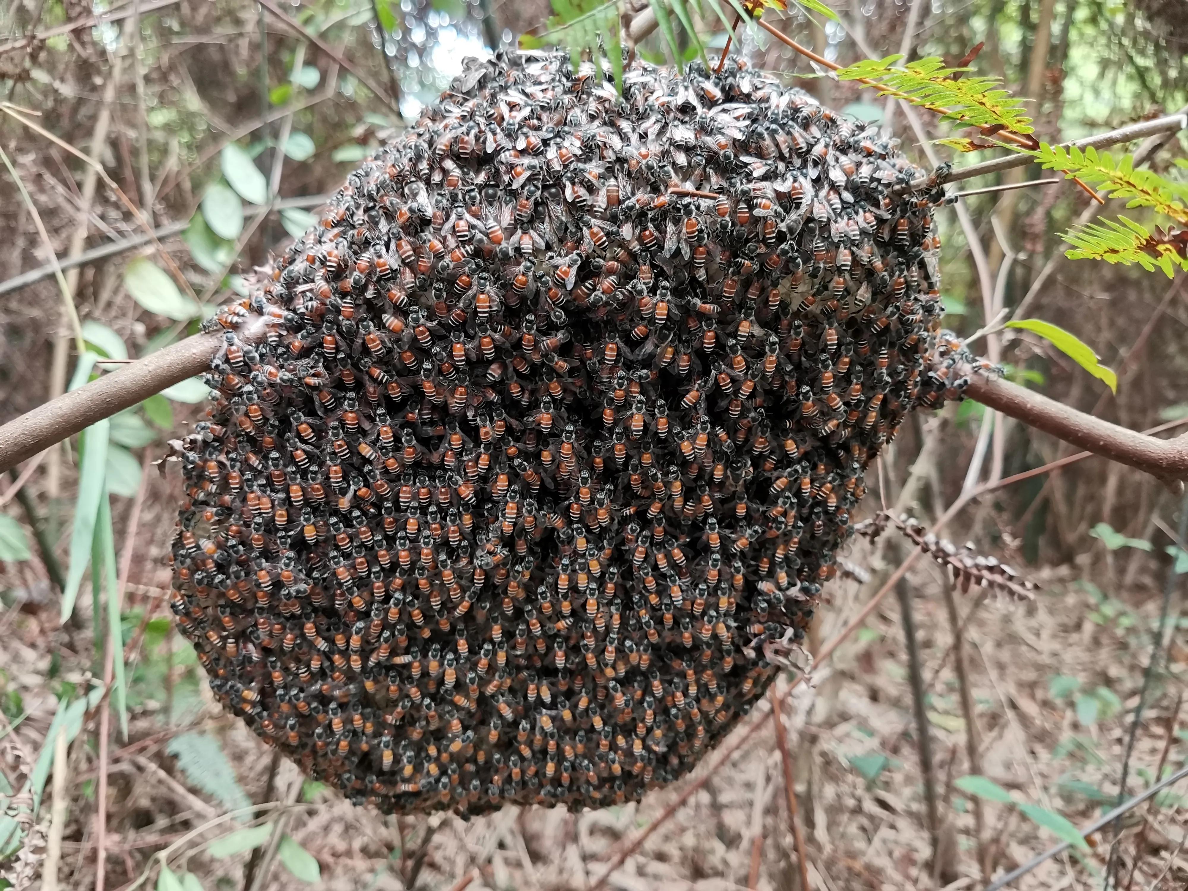 为什么小排蜂的蜂巢露天也不怕风雨？因为这样的设计有三个好处