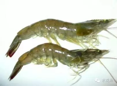 甲壳类(虾蟹)动物养殖与药物杀灭的关系：有可以用也有不能用的